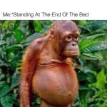 male meles, monkey memes